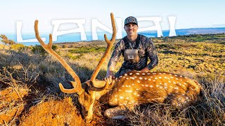 HAWAII: Axis Deer Hunting An Abandoned PINEAPPLE Plantation! (Spot&Stalk)