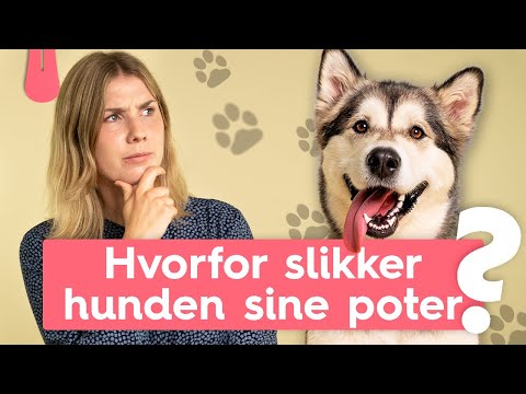 Hvorfor slikker min hund sine poter? | Vuffeli