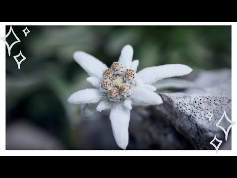 Видео: Можно ли вырастить эдельвейс?