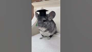 congratulations class of 2023! 🥳🎓  #graduation #2023 #cutepets