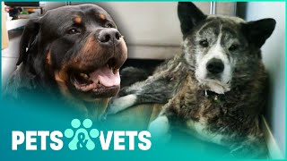 Senior Dogs Get A New Lease On Life | The Dog Rescuers Compilation