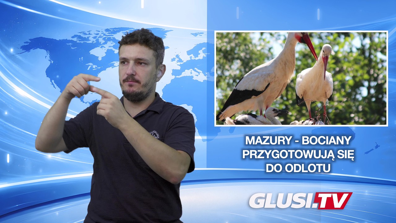 Mazury - bociany przygotowują się do odlotu