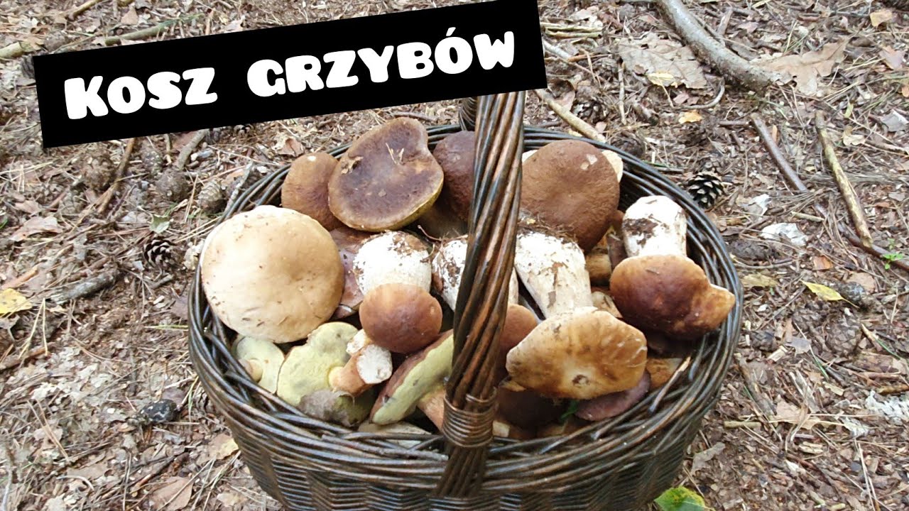Pełny kosz grzybów i moja przygoda powrotna do domu....