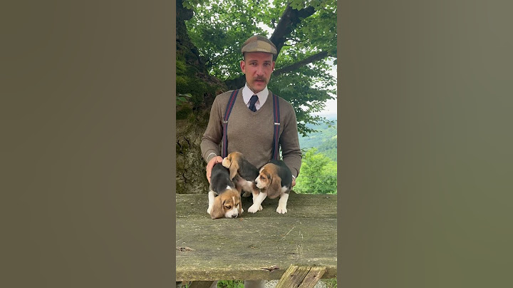 Per poter portare a casa un Beagle della nostra selezione è molto importante mettersi in lista🙏🏻