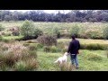 Some tool-free, stop-whistle training ... This is NOT a working gun dog. Some tool-free, stop-whistle training ... This is NOT a working gun dog.