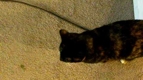 Cat + Catnip Bubbles + Bubble Machine