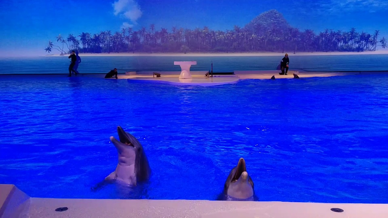 Kolmården Delfin show