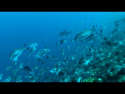 Spyfish Aotearoa - AI and citizen science to identify fish species