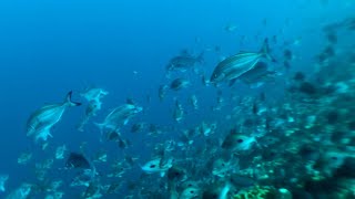 Spyfish Aotearoa - Ai And Citizen Science To Identify Fish Species