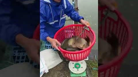 Vlogs 298 Bồi cá - Hồ Đại Hoàng Gia; Đường Bạch Đằng, VSIP 2A, Vĩnh Tân, Tân Uyên, Bình Dương