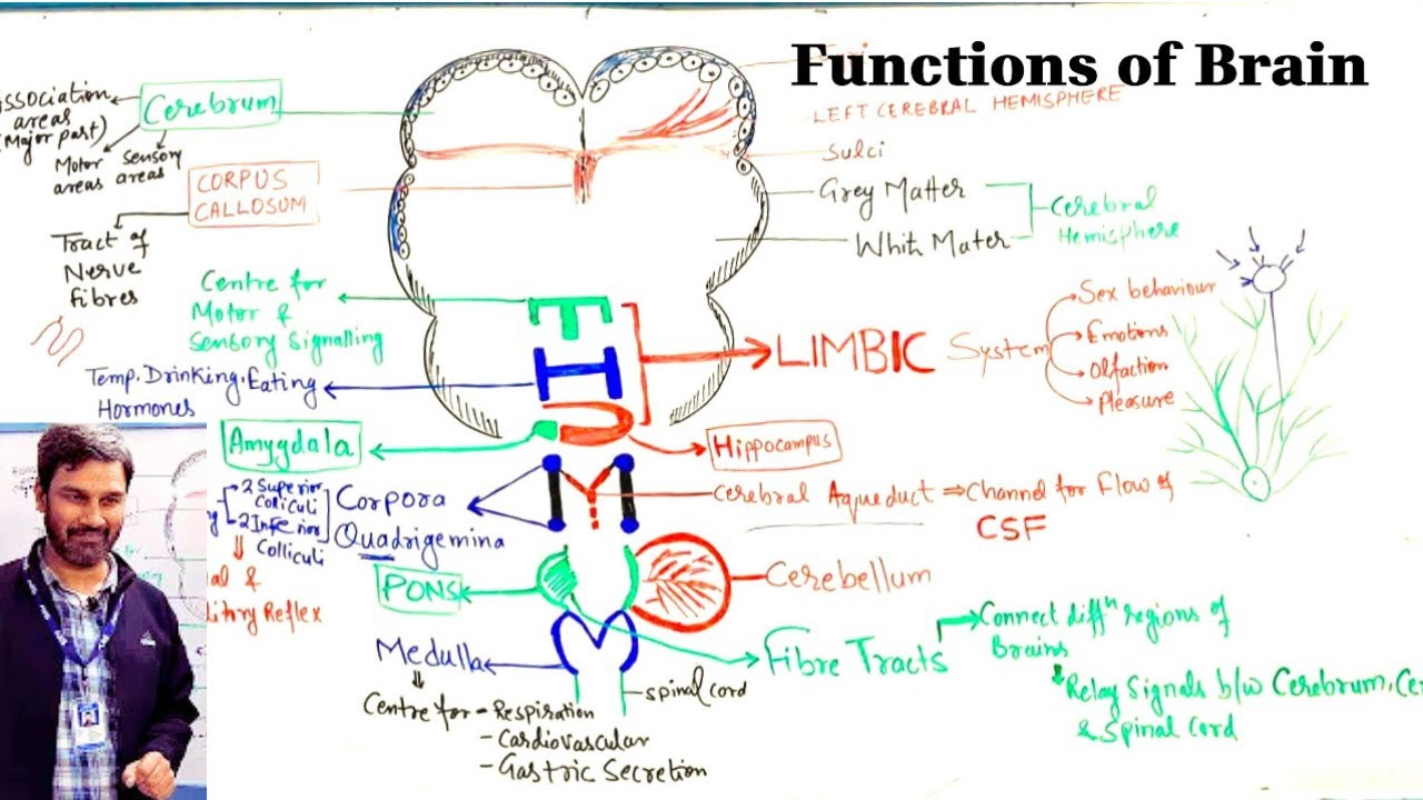 Limbic system of Brain and its function/CNS functions NCERT class 11 biology 