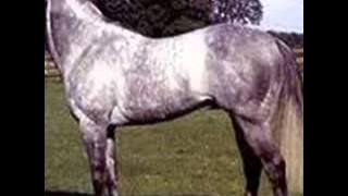 corridos de caballos vicente fernandez mixwmv