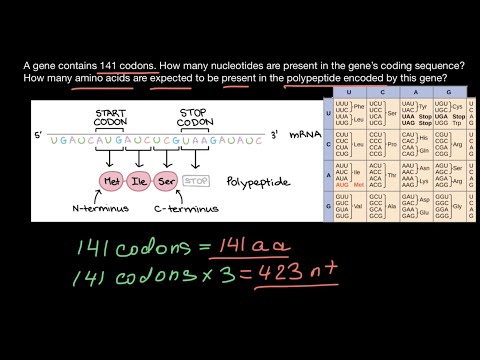 Codons, nucleotides and amino acids explained