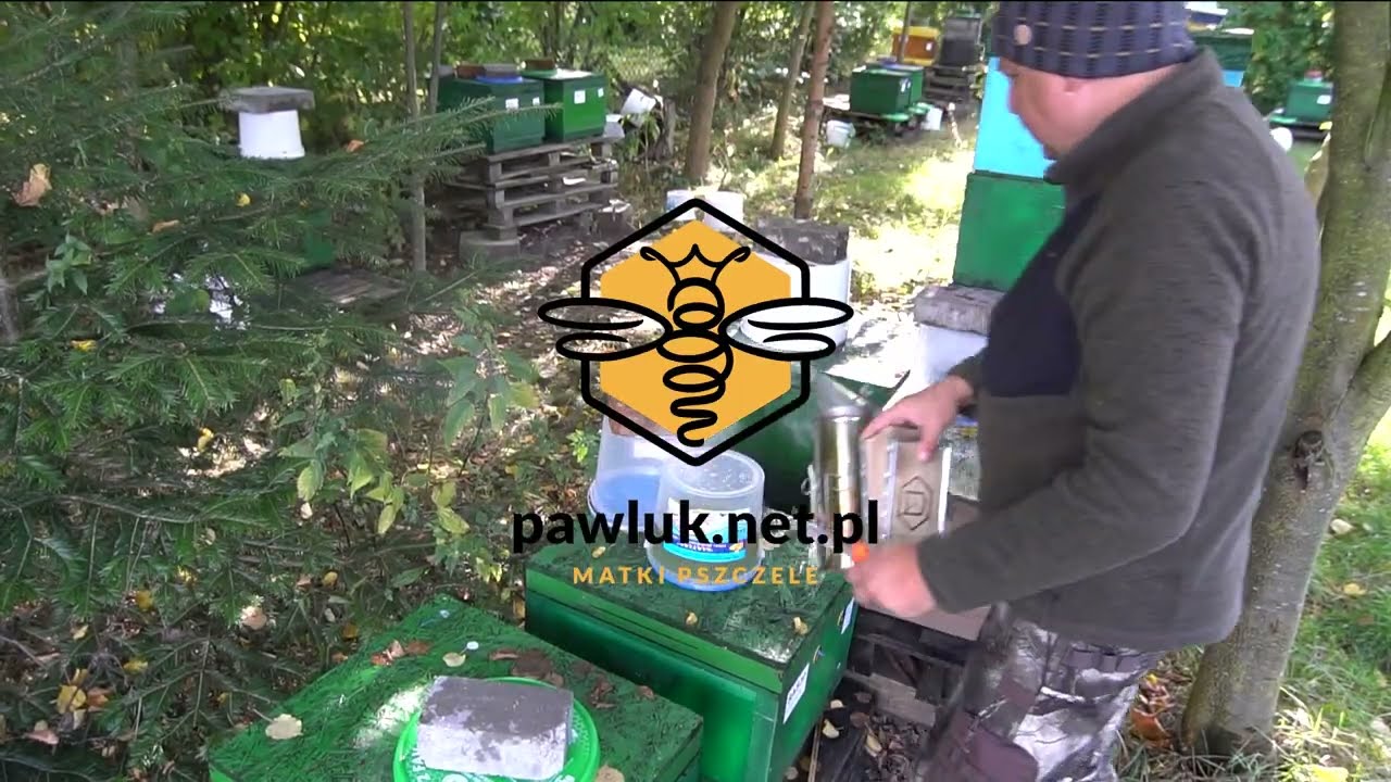 Lepsze niż Buckfast ? Crossbee VSH US - pszczoły odporne na warrozę - matki pszczele pawluk.net.pl