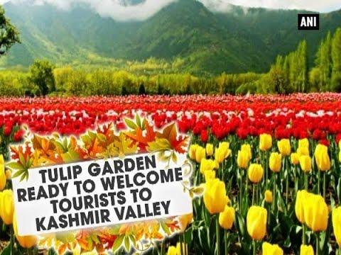 Tulips Garden Ready To Welcome Tourists In Kashmir Valley Ani News Youtube