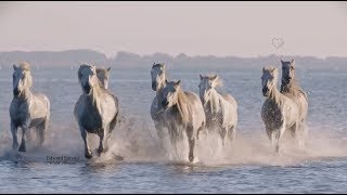 WILD HORSES - Edward Simoni