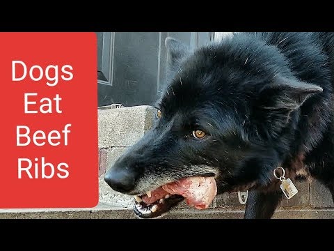 Feed 'BEEF RIBS' to Dogs 