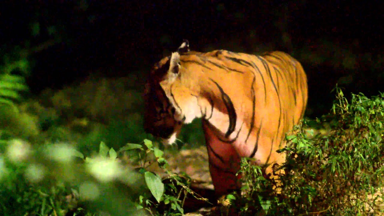 night safari animal feeding