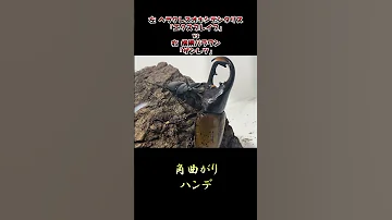 ヘラクレスオキシデンタリス エクスブレイブ Vs 横綱パラワン ザンレツ クワガタ 昆虫バトル 虫バトル 昆虫 カブトムシ クワガタ 