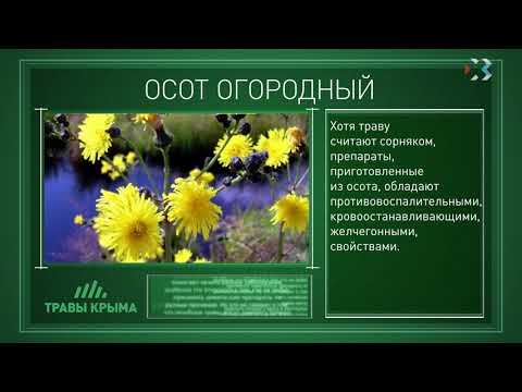 Травы Крыма. Выпуск