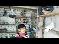 Kabootar pigeon breeds & house