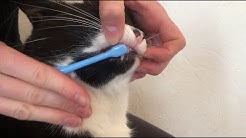 Mon Chat Moi Veterinaire Reserve Aux Chats Youtube Mon Chat Moi Veterinaire Reserve Aux Chats Youtube