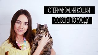 Стерилизация кошки . Советы по уходу