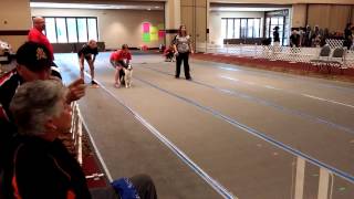 Willow Flyball Las Vegas 2015