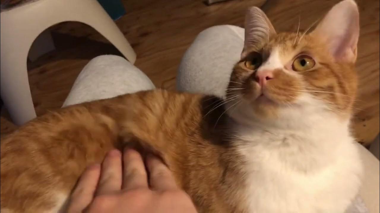 猫DJ (Cat scratch) YouTube