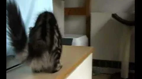 Video 1263741: tabby turkish angora, turkish angora kitten, kitten tiger, little tiger, tiger playing, kitten playing jumping, tiger love