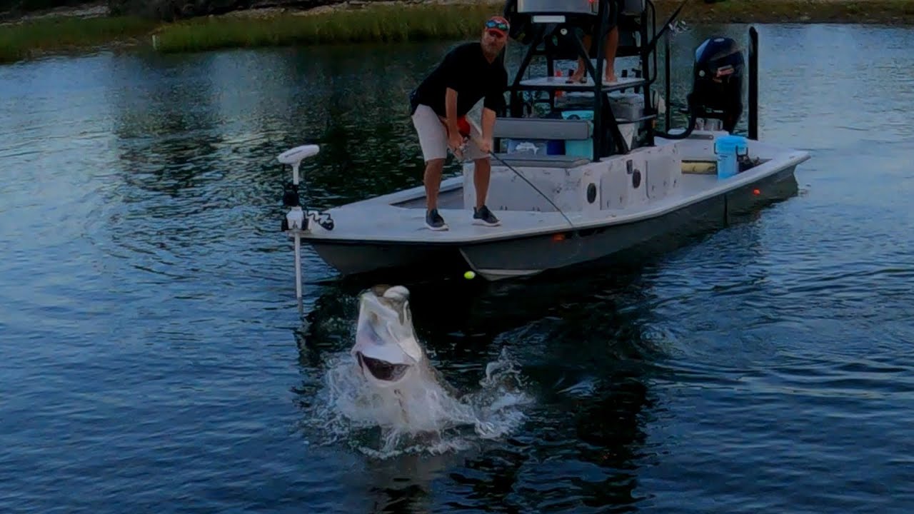 Tarpon Jump 4k Slow Mo