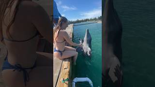 #Bravemas Day 11 🐬 Swimming With Dolphins (Rescues) ✨ #Bravegang