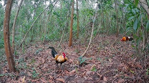 Bẫy gà rừng | Mồi chuối nước chơi quá tốt gặp bổi chưa sung chạy mất dép.