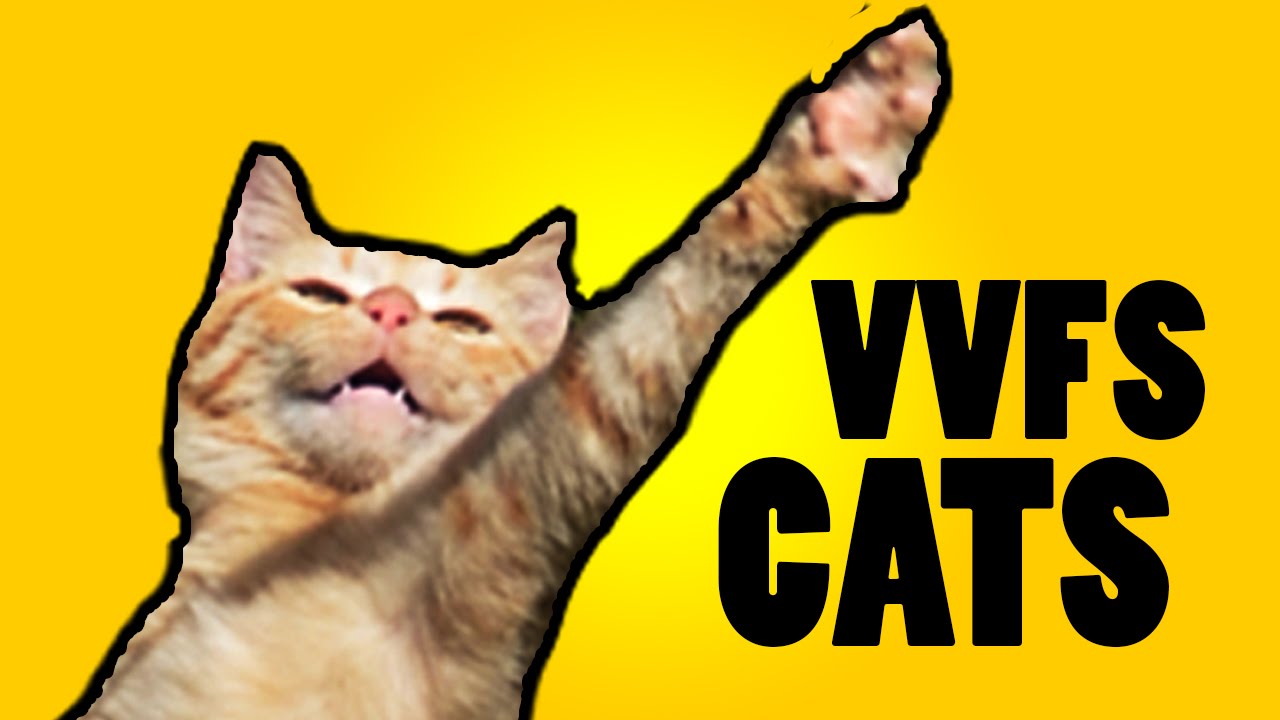 Cats Acting Like People - Viral Video Film School #101