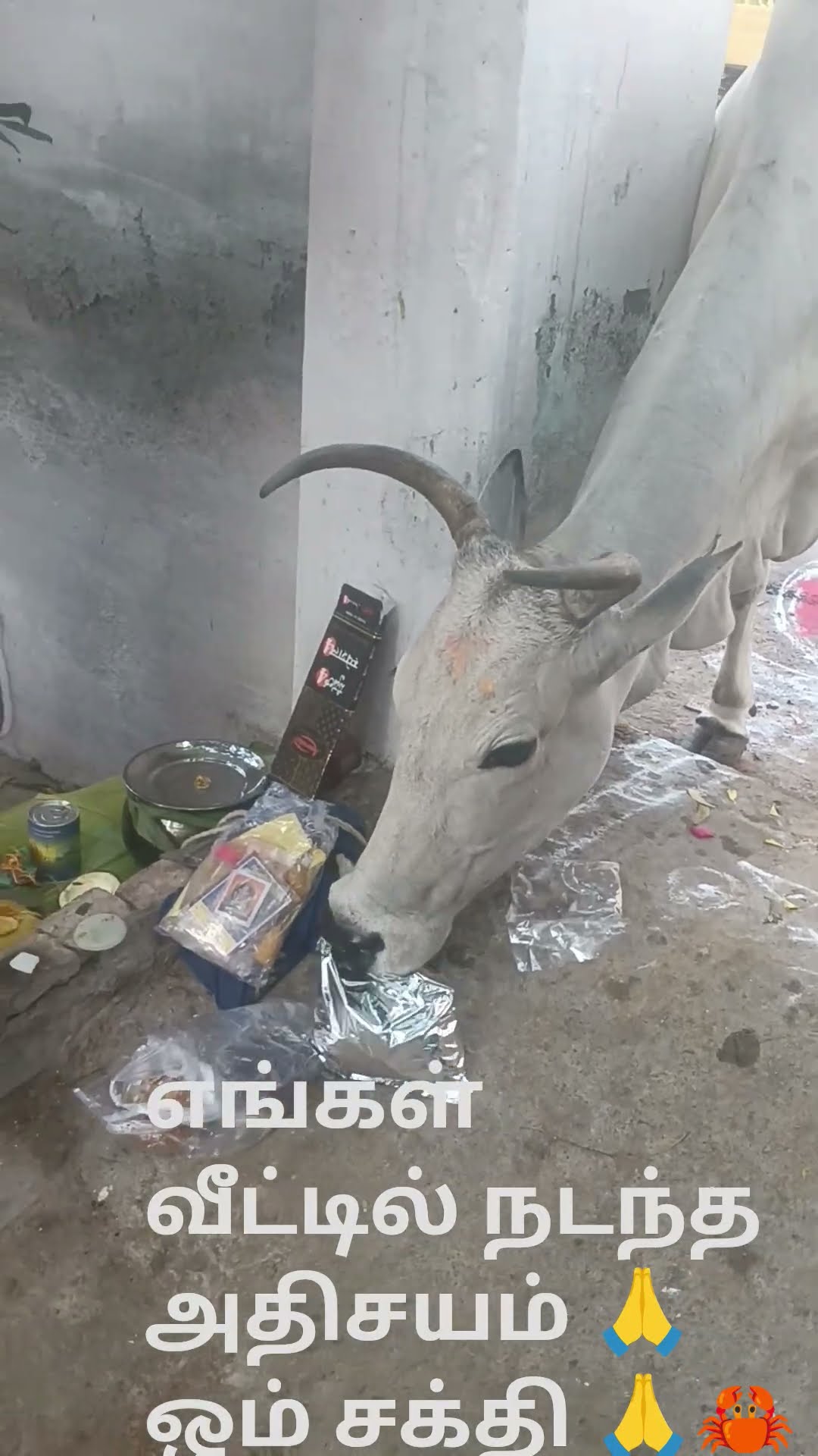 🌼 இனிய தை பொங்கல் நல்வாழ்த்துக்கள்🌄 - ShareChat