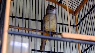 ngekek ngekek masteran super gurih. kapas tembak. burung katem gacor