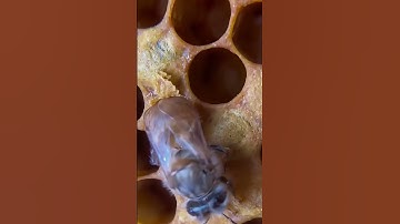 😱 Why is honeycomb hexagonal in shape😳🚩 #shorts #facts #godfacts #ytshort #rammandir #ram