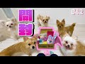 【犬まみれ】5匹でドギーボックス開けるとどうなる?【多頭飼い】