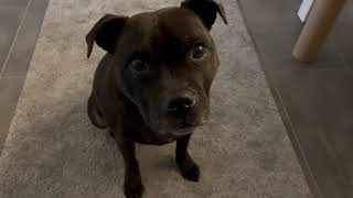 Staffordshire Bull Terrier At The Training