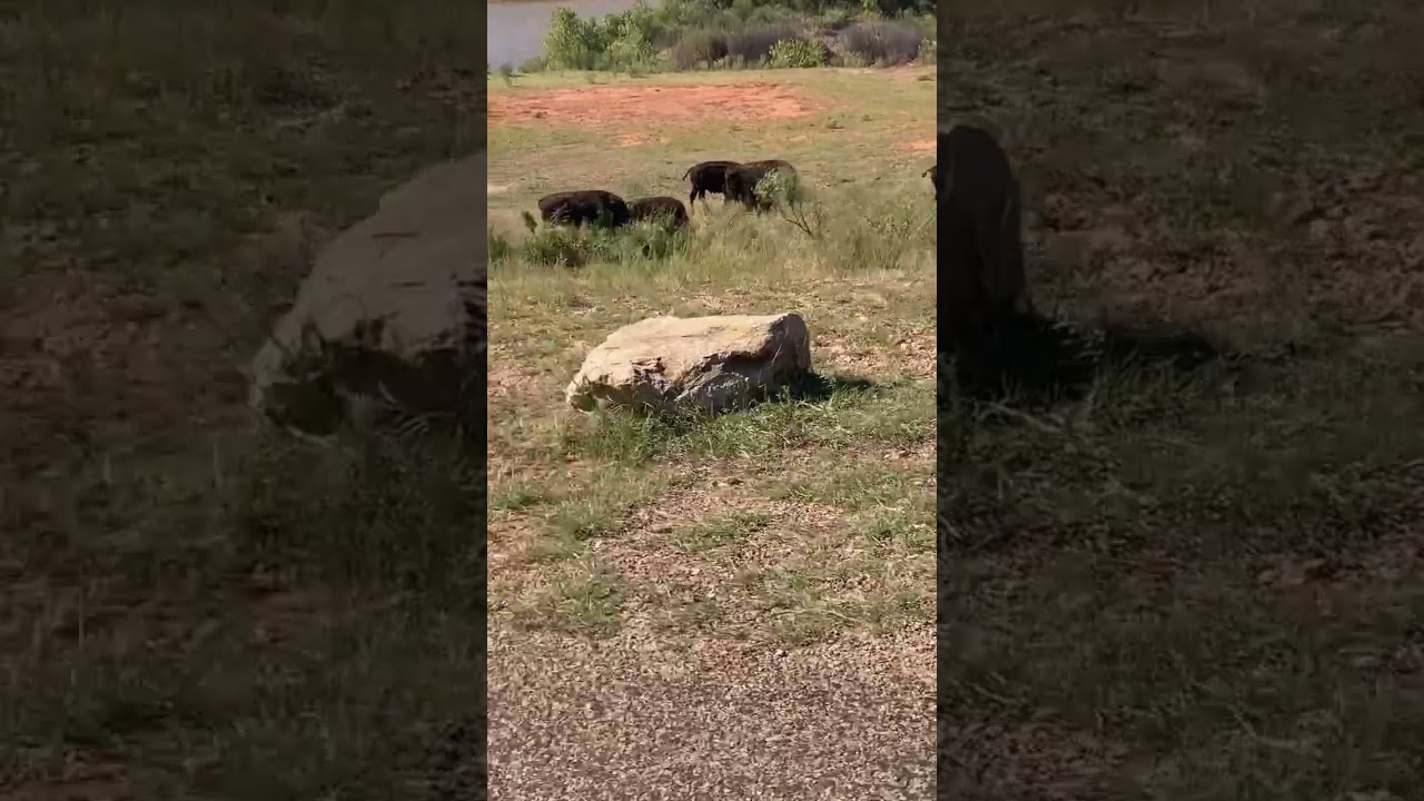 The bison in Caprock Canyon State Park