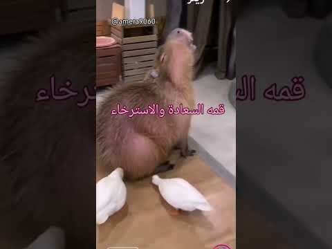 اهميه الهرش وجماله ظاهر على ملامح الحيوان قمه الاسترخاء الاسترخاء مصر السعودية