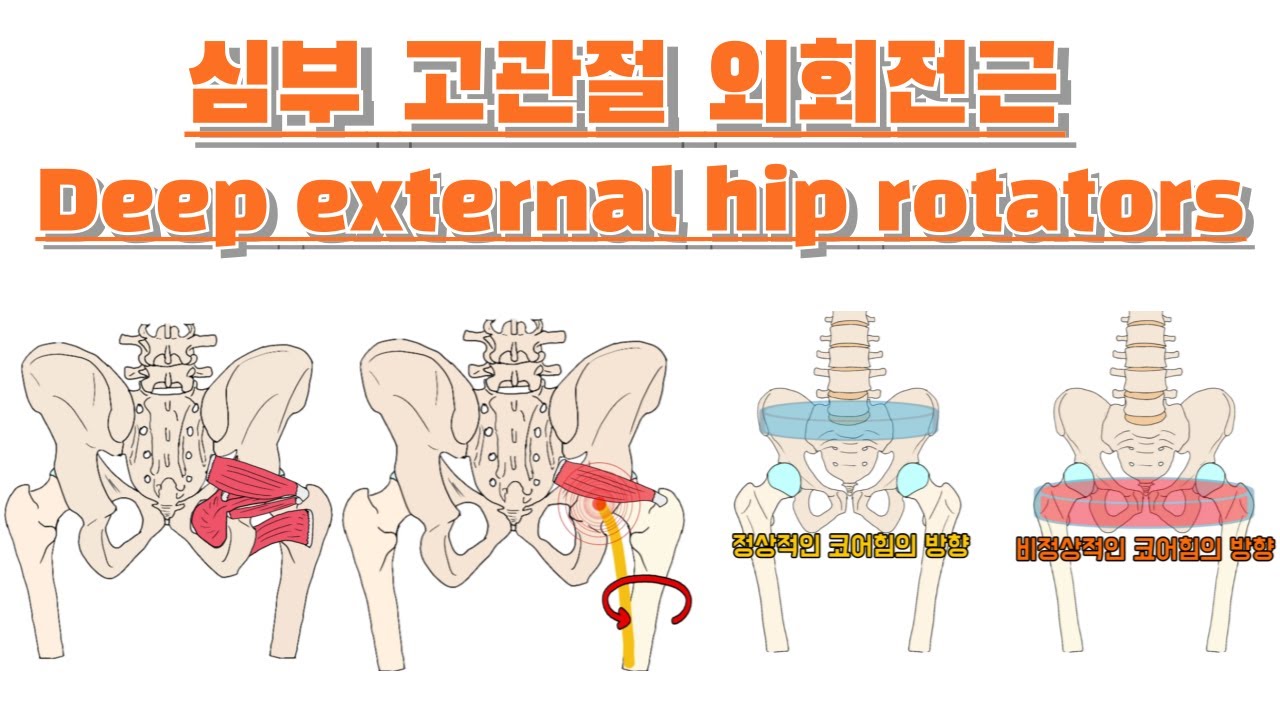 심부 고관절 외회전근/ Deep external hip rotators 완전 정복! - YouTube