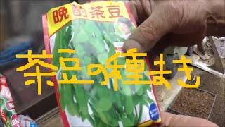 家庭菜園　茶豆の種まき　枝豆より少し遅いです。