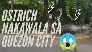 Isang Ostrich Sa Quezon City Nakawala At Patakbo-Takbo Pinoy Knows Tv