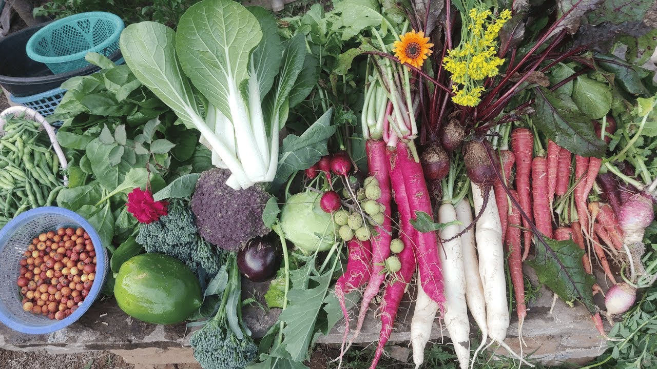 Massive Organic Vegetable Harvest in my Home Garden  #1