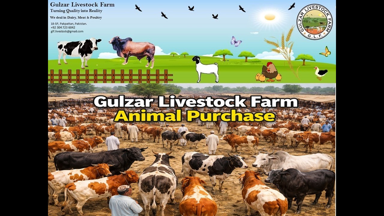 GLF Animal Purchase 2026 - YouTube