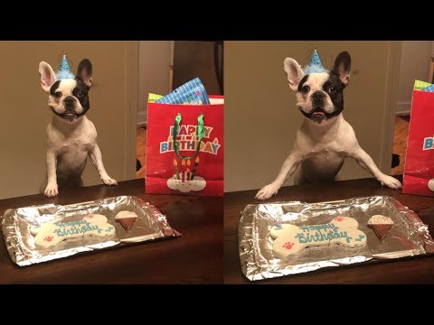 french-bulldog-smiling-through-happy-birthday-song-(funny)