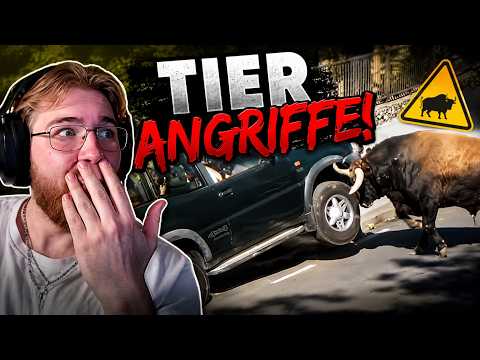 LASS DOCH LOS ⁉️Craziest Animal Encounters of All Time -- Reaction