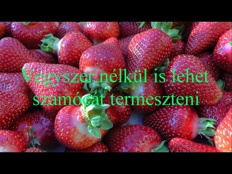 Videó: Növényt Fogunk Termeszteni Vegyszer Nélkül