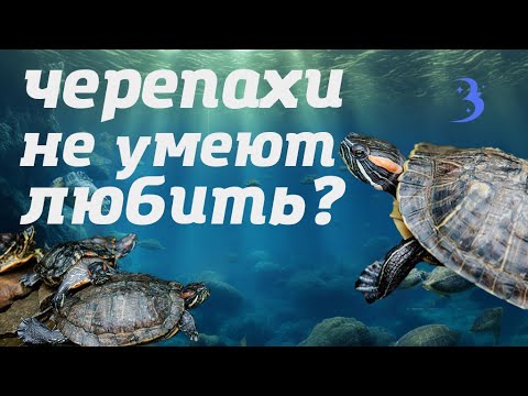 Черепахи для содержания дома / Самые опасные виды черепах
